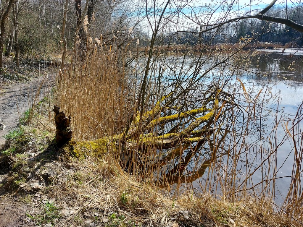 Wurzelstock am Seeufer